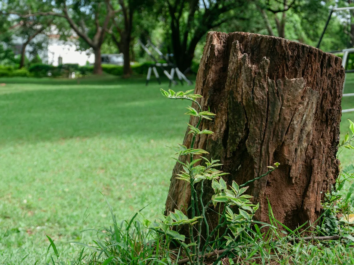 Weathered tree stump in a mowed backyard lawn