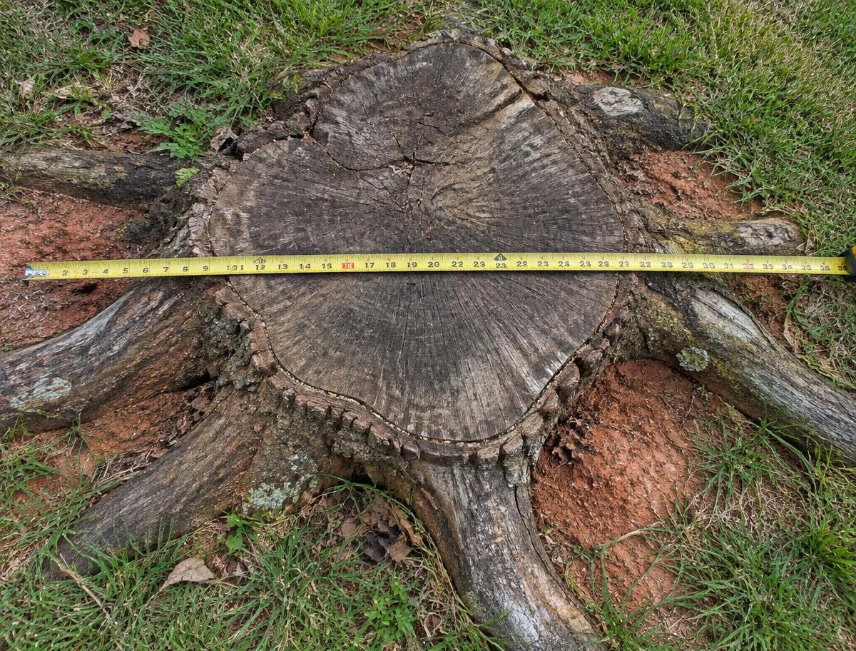 Tape measure across the widest part of a stump including raised roots